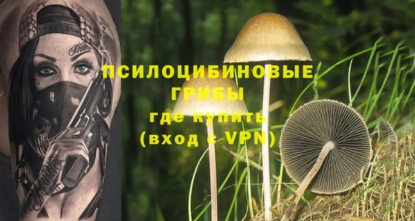 хмурый Аркадак